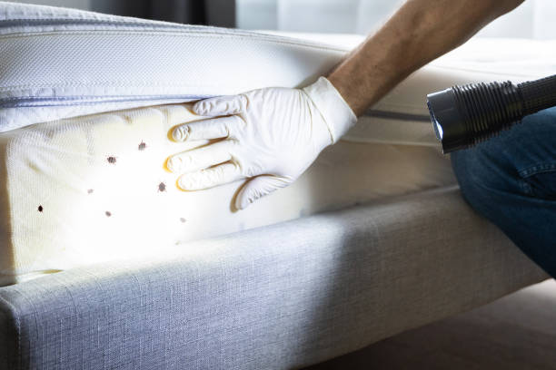 Best Wasp Removal Services  in Prices Fork, VA