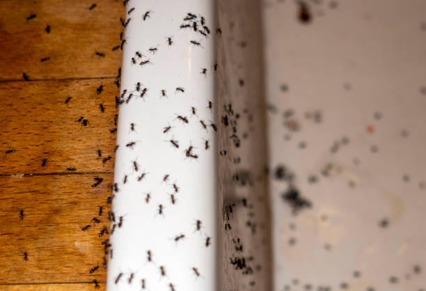 Best Insect Control  in Prices Fork, VA